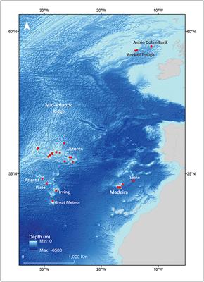 Molecular Systematics of the Long-Snouted Deep Water Dogfish (Centrophoridae, Deania) With Implications for Identification, Taxonomy, and Conservation